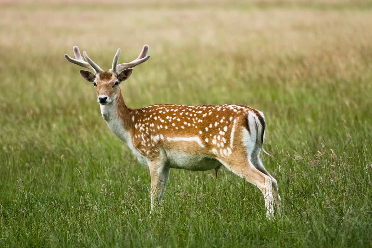 Fallow Deer buck with palmated antlers