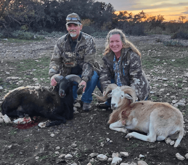 Two hunters with harvested rams at sunset