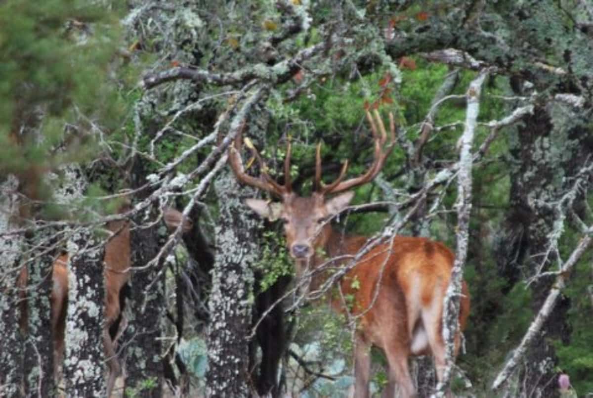 Mature Red Stag