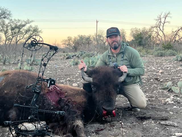 Bow hunter with a harvested bison in a clearing