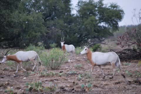Scimitar-horned Oryx