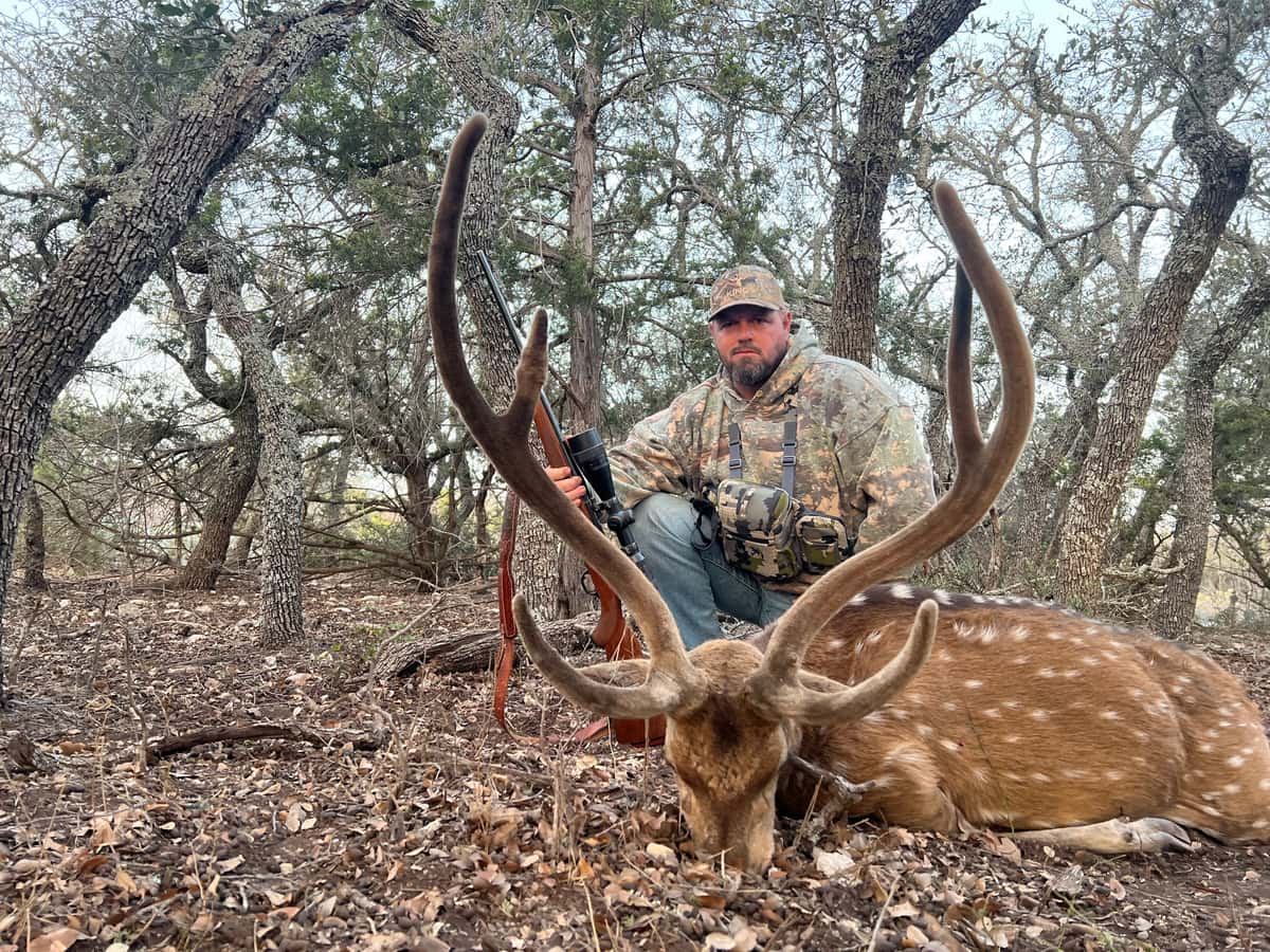 Hunter with an Axis buck beneath cedar trees