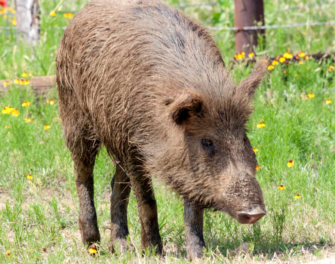Feral hog in brush country