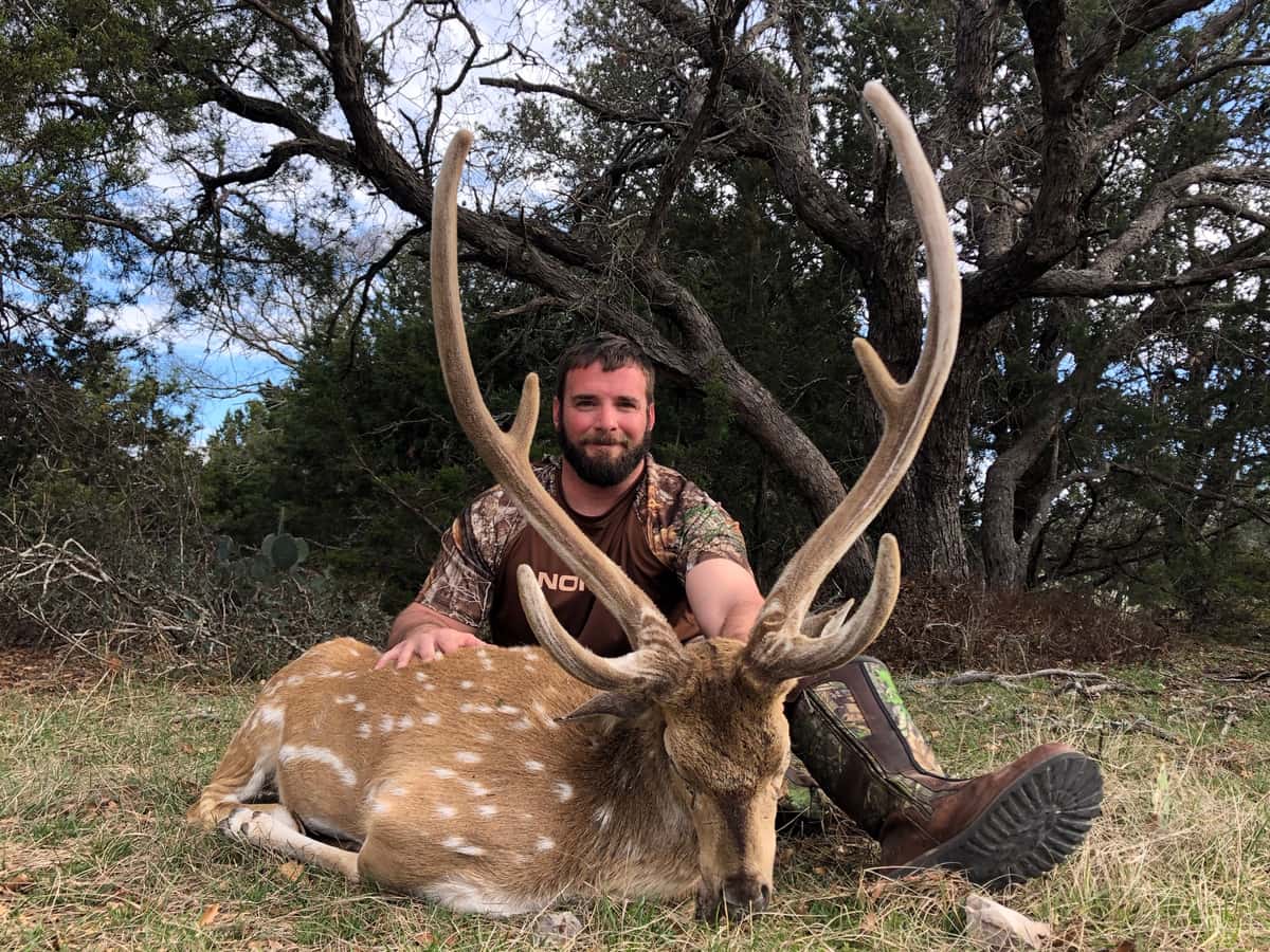 Mature Axis buck