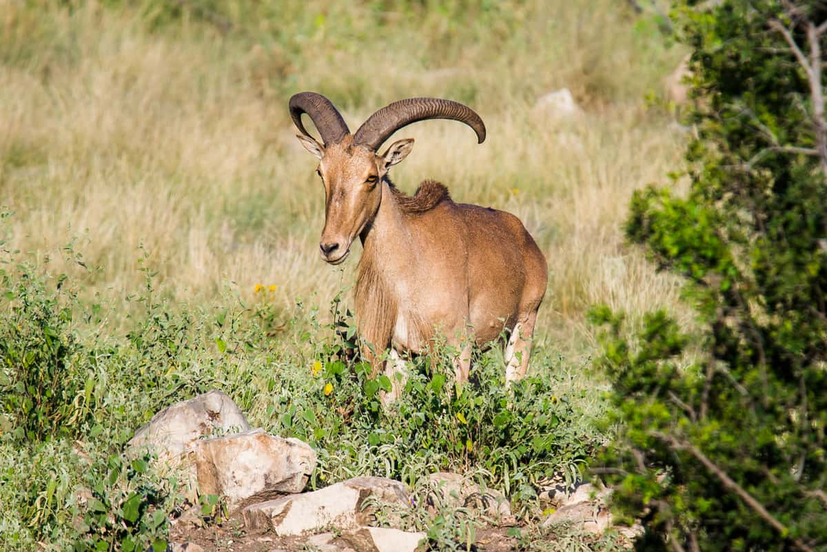 Aoudad ram in rocky country