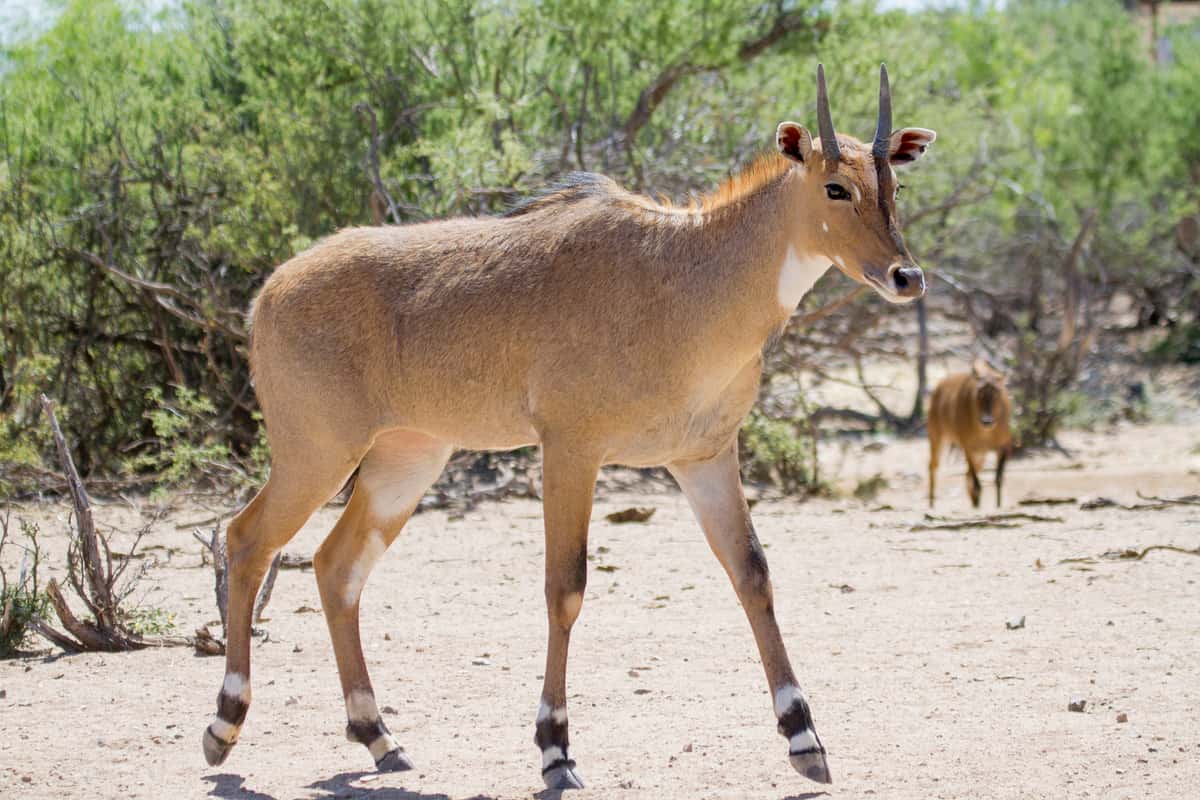 Mature Nilgai bull