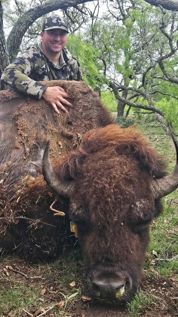 Hunter with a harvested bison beneath trees