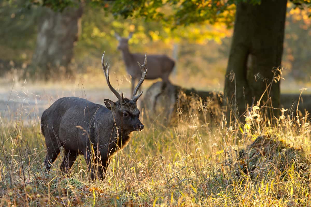 Mature Sika Deer stag
