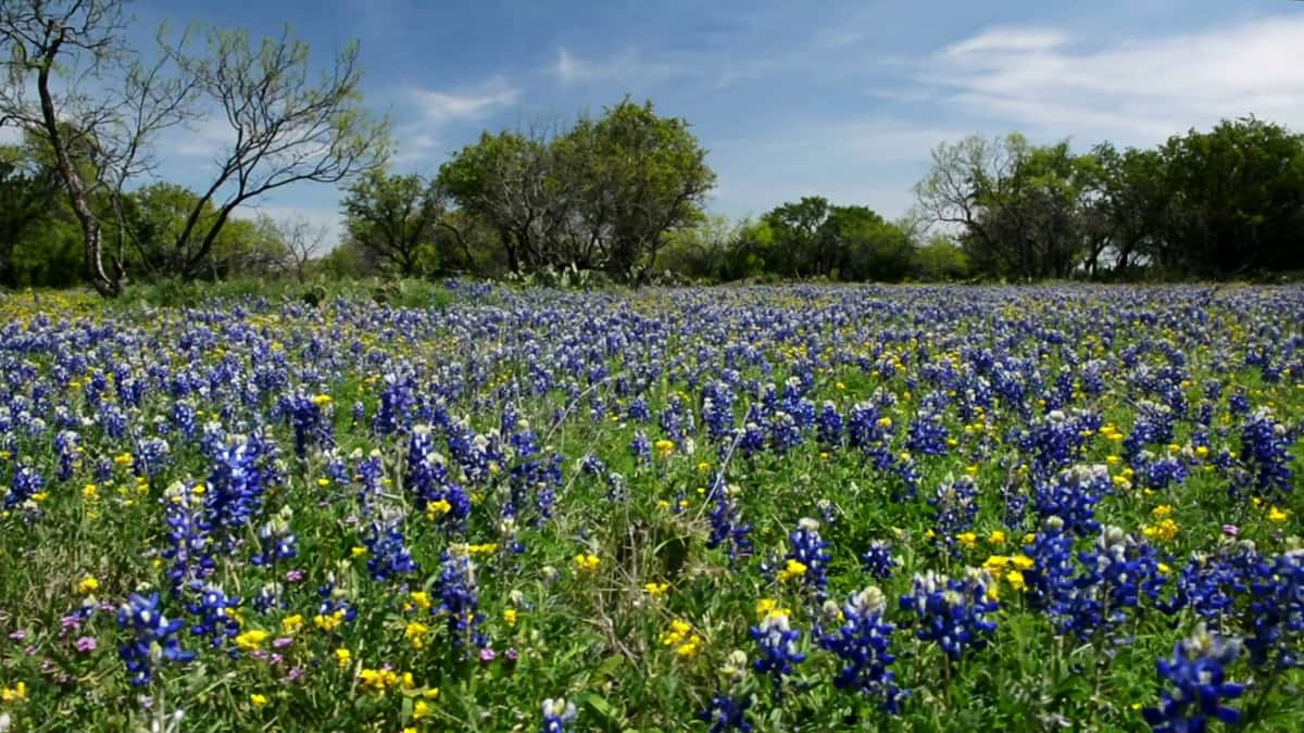 FF Hunting Ranch photo