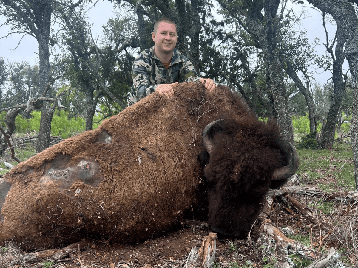 Hunter with a harvested bison beneath trees