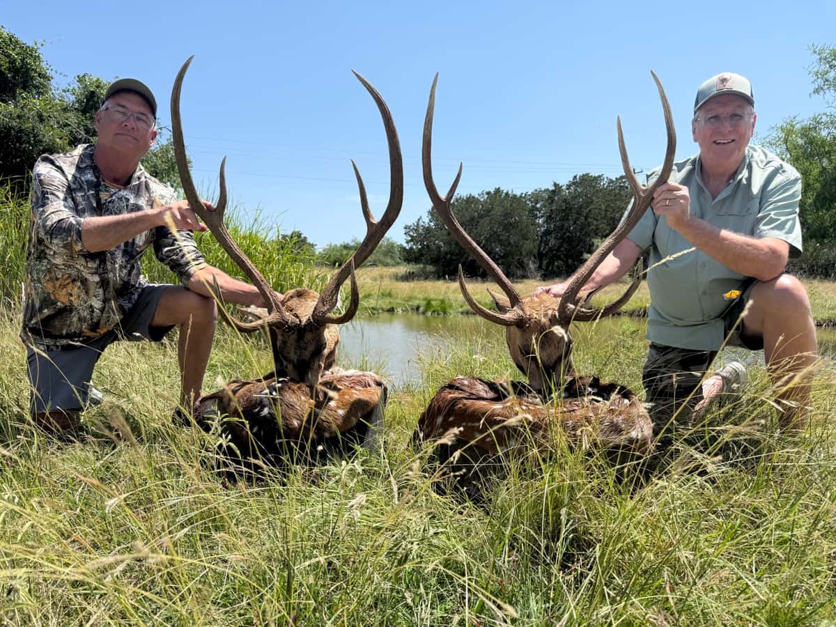 Two hunters with two Axis bucks in tall grass