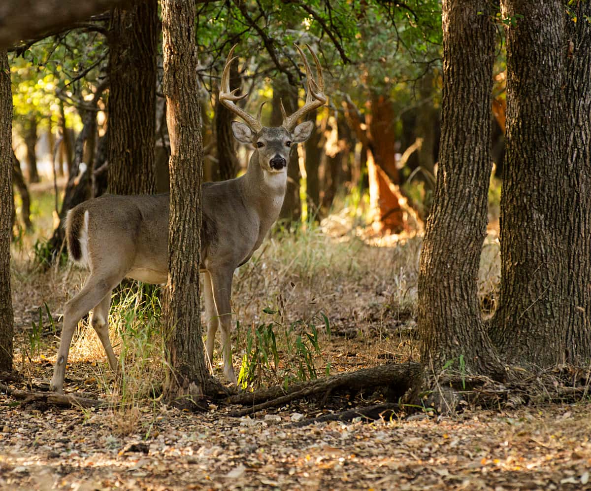 Whitetail deer in a breeding pasture