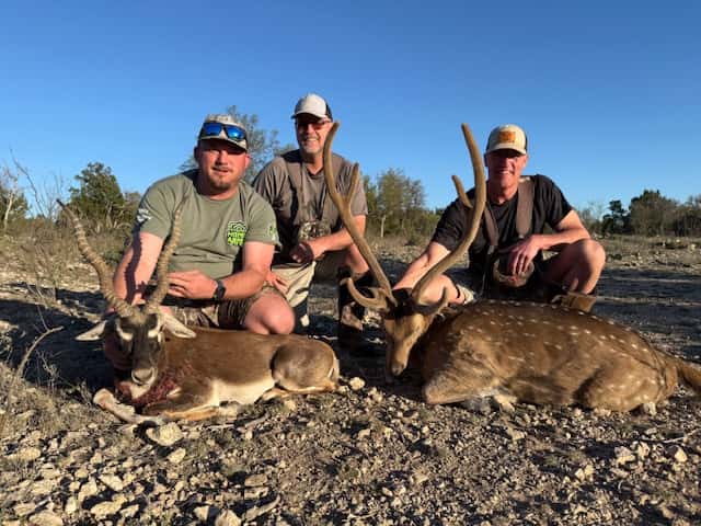 Three hunters with Axis bucks on rocky ground