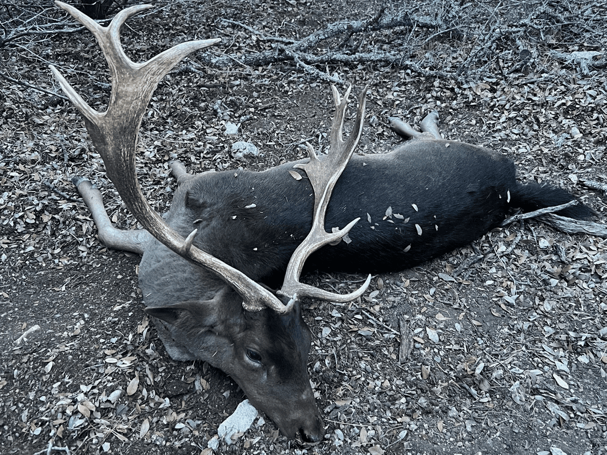 Dark-coated fallow buck with broad antlers on rocky ground