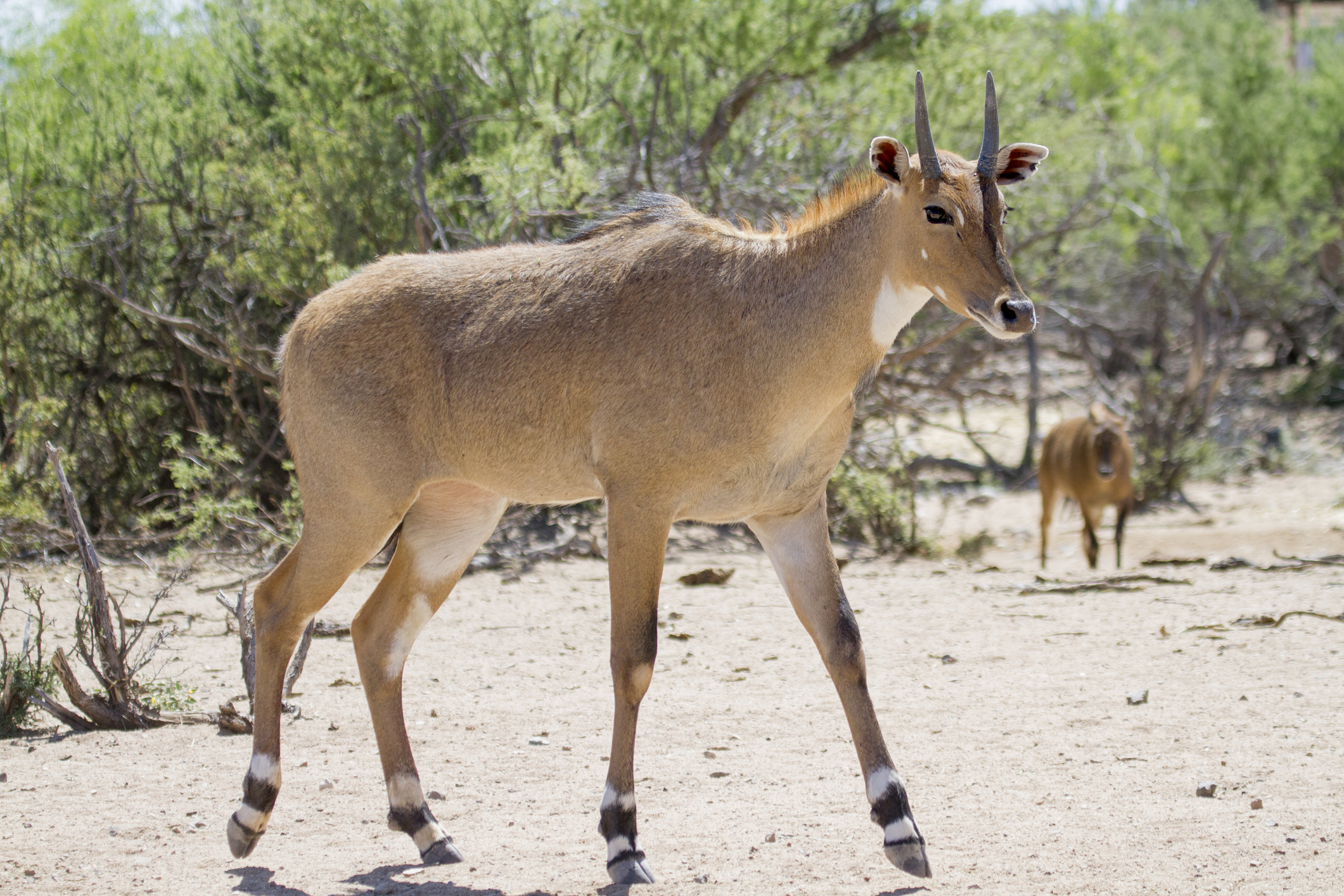 nilgai antelope